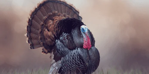 Thanksgiving Reflections